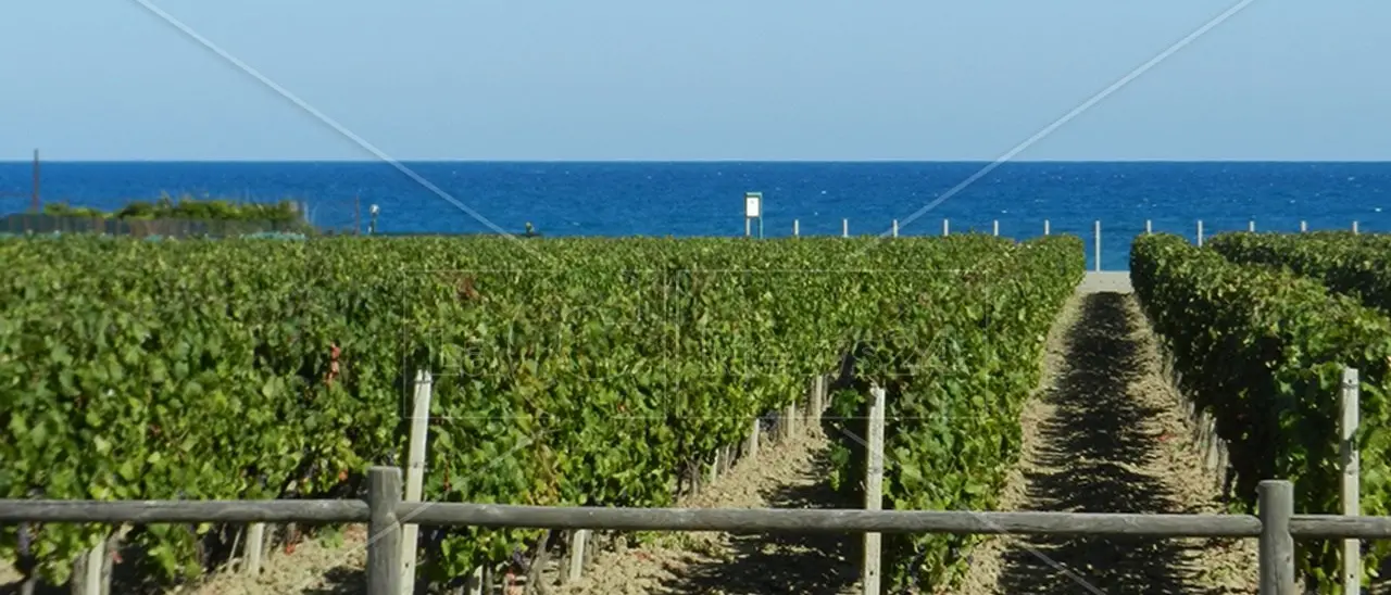 La Calabria inaugurerà il Vinitaly con un incontro dedicato ai vini dell’area del Cirò