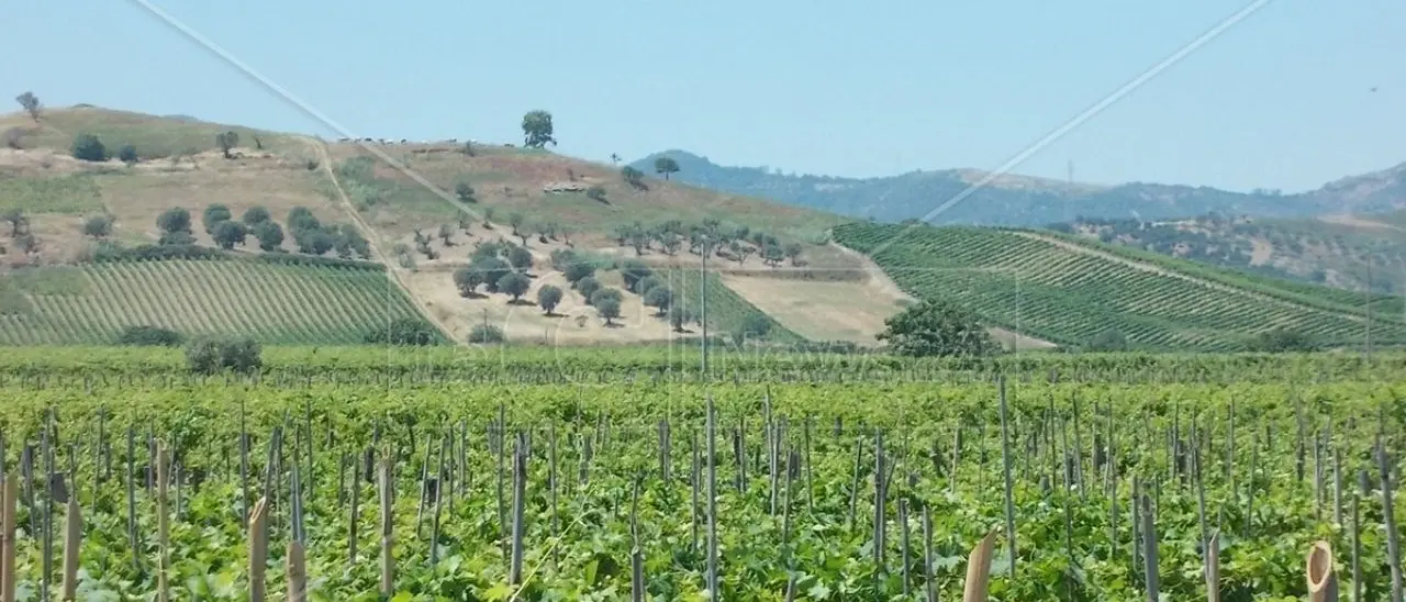 Sostenibilità e Agenda Onu 2030: martedì 16 aprile Valoritalia presenterà al Vinitaly “Equiplanet”