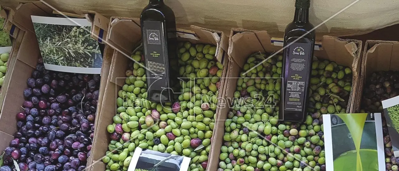 Non solo vino, spazio anche all’olio: al Vinitaly convegno della Regione Calabria sulla prevenzione dei tumori