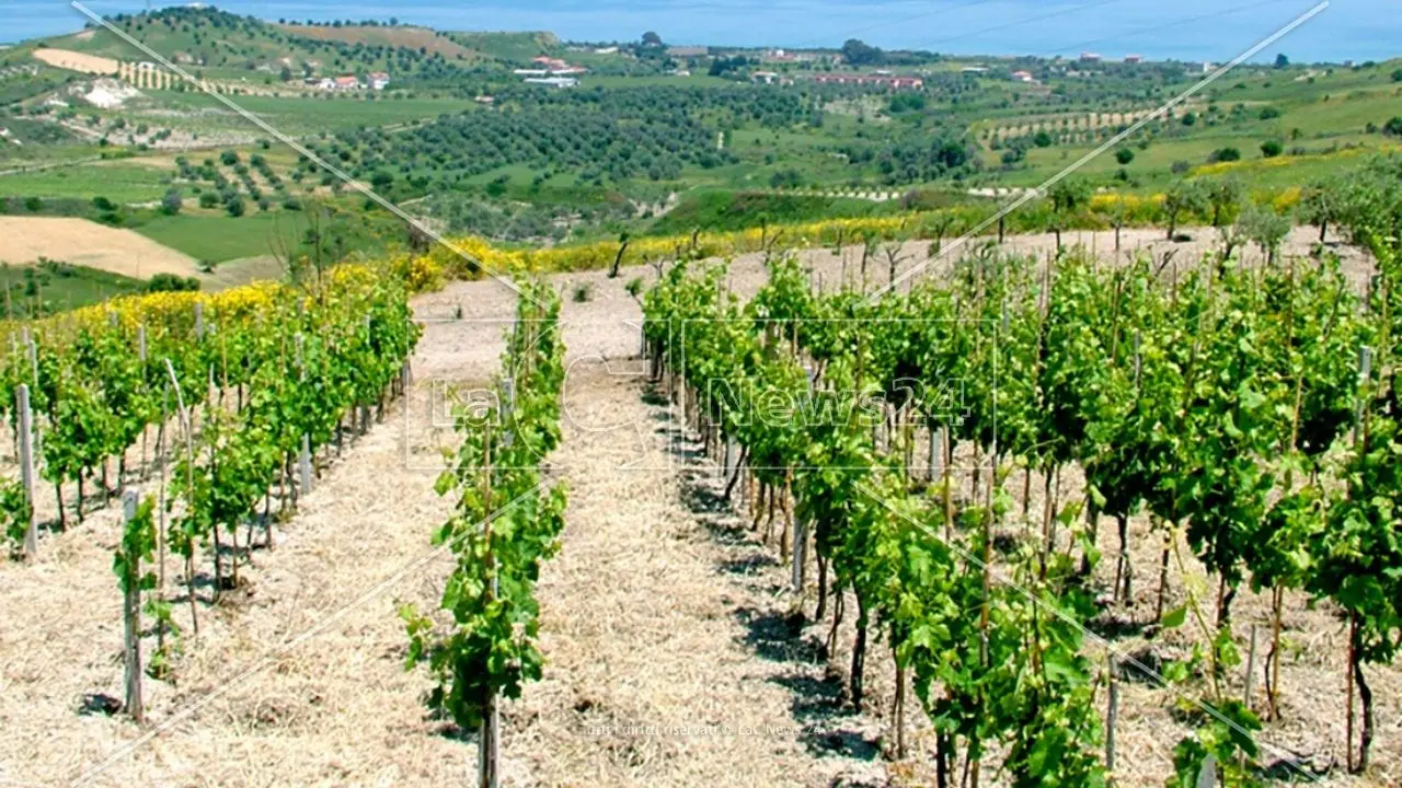 Alla scoperta dell’enoturista tra vigne e cantine: previsto un convegno al Vinitaly