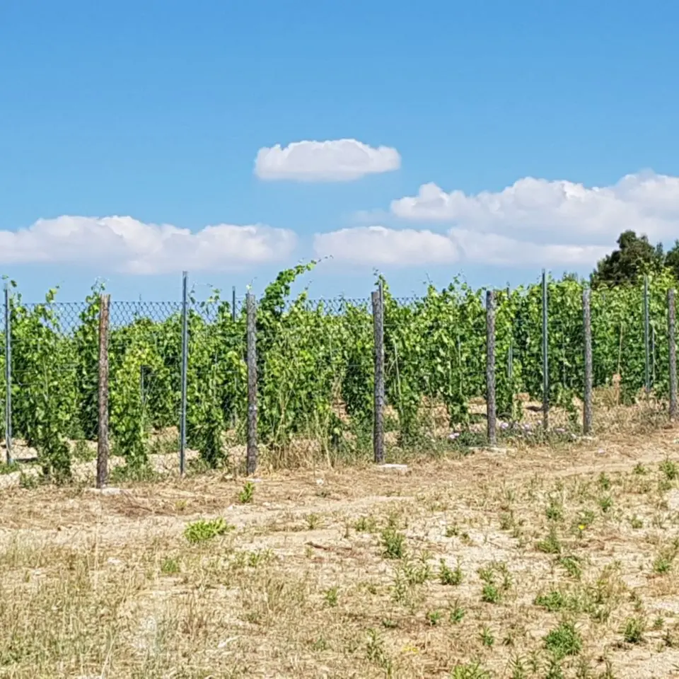 Vignaioli custodi del territorio: al Vinitaly il confronto con l’assessore calabrese all’Agricoltura Gallo