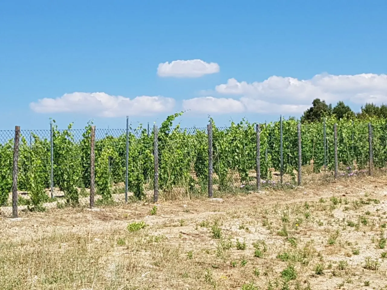 Vignaioli custodi del territorio: al Vinitaly il confronto con l’assessore calabrese all’Agricoltura Gallo