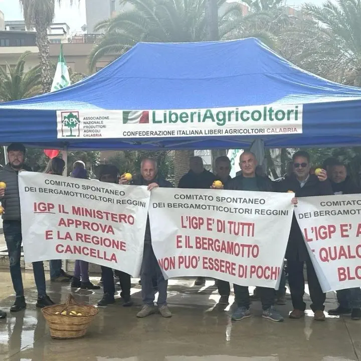 Bergamotto di Reggio Calabria, i produttori scrivono a Occhiuto e Gallo: «L’Igp è l’unica strada percorribile»