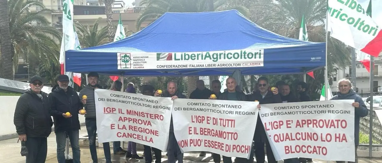 Bergamotto di Reggio Calabria, i produttori scrivono a Occhiuto e Gallo: «L’Igp è l’unica strada percorribile»