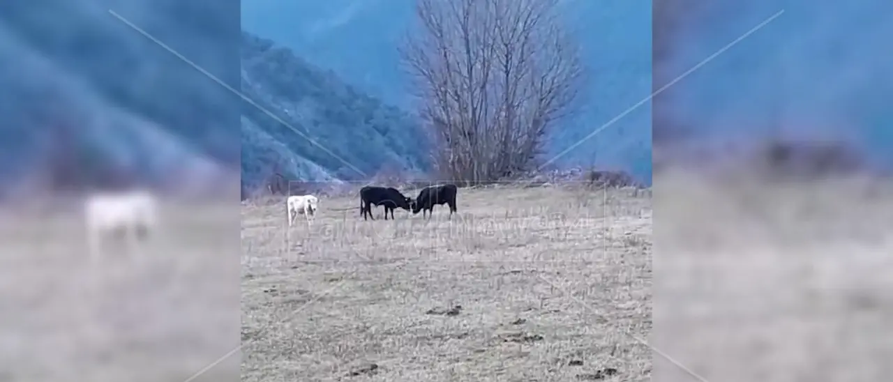 “Vacche sacre” a Verbicaro, le associazioni animaliste ricorrono al Tar contro l’ordinanza di abbattimento del sindaco