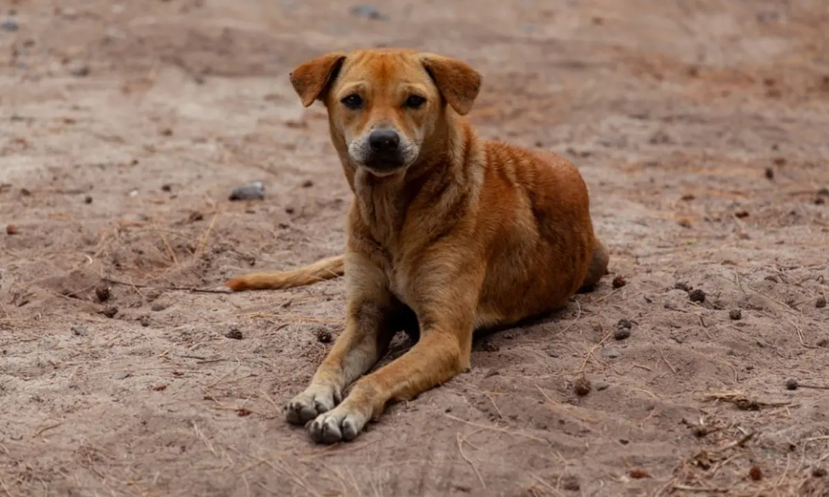 Il cane “si perde” e il padrone non denuncia, assolto imputato accusato di abbandono di animale