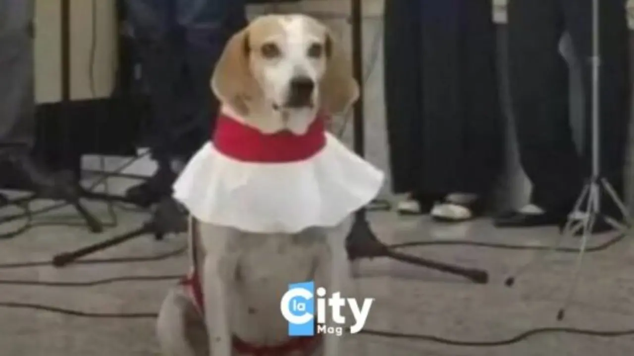 Padre, quel chierichetto è un cane! La storia del cucciolo Johnny che serve messa in una chiesa brasiliana