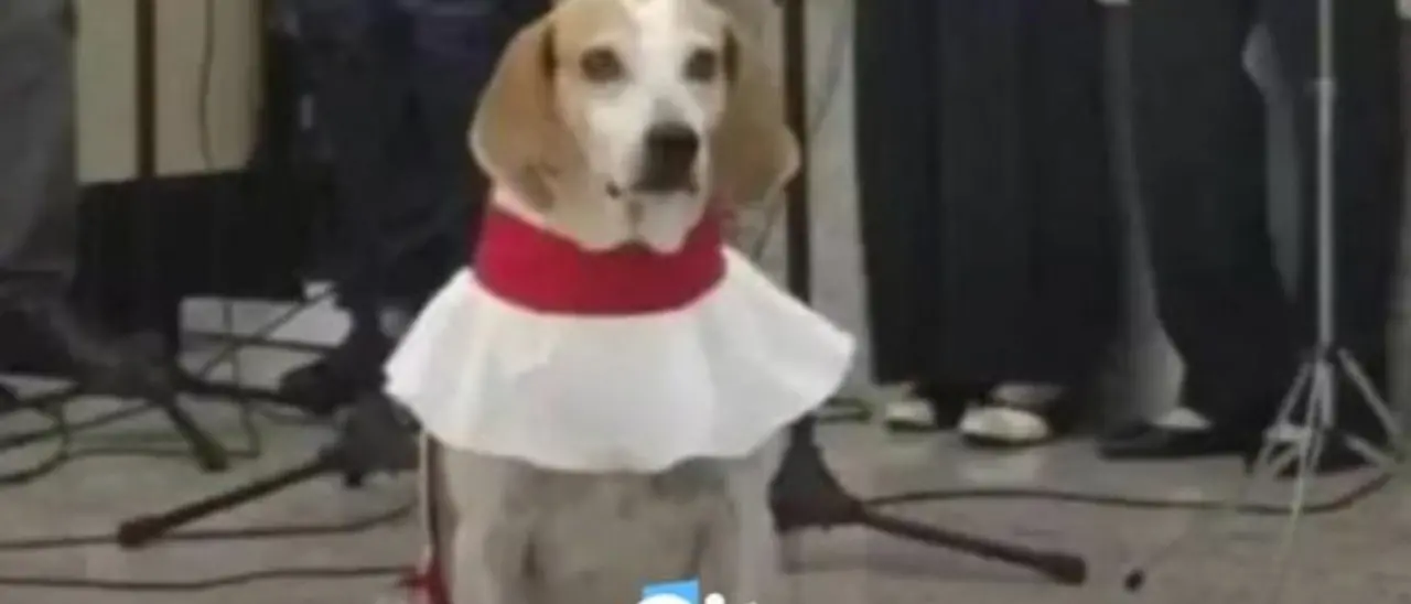 Padre, quel chierichetto è un cane! La storia del cucciolo Johnny che serve messa in una chiesa brasiliana