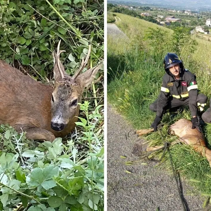 Bisignano, capriolo investito da un‘auto finisce in una scarpata: salvato dai vigili del fuoco