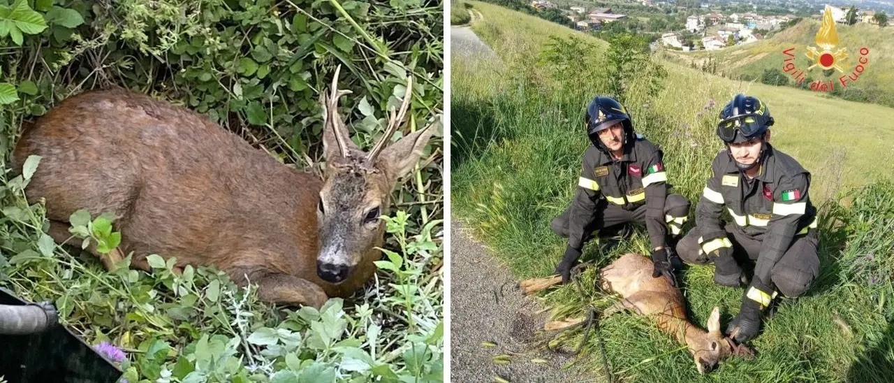 Bisignano, capriolo investito da un‘auto finisce in una scarpata: salvato dai vigili del fuoco