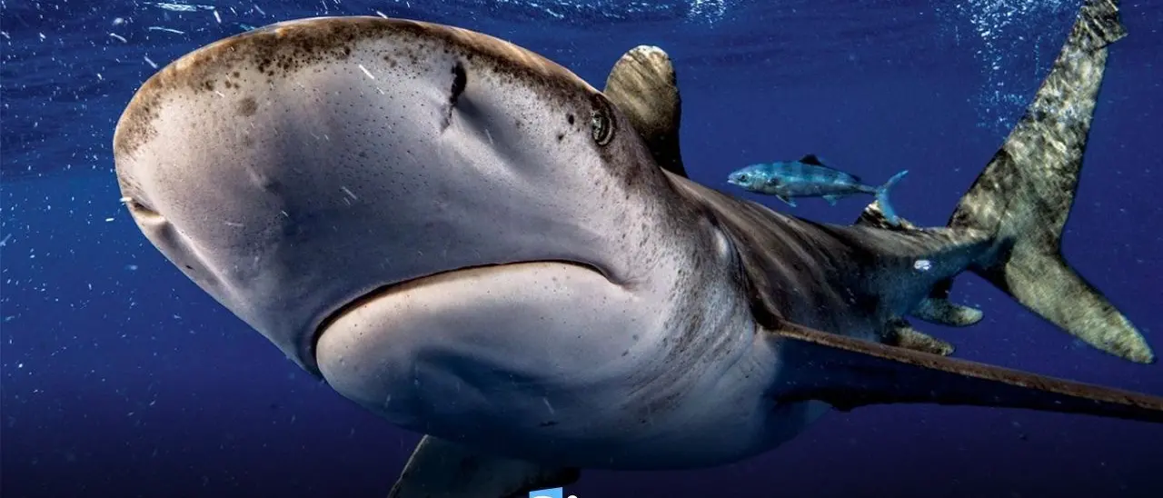 Alberto Recchi, il fotografo che mette in posa gli squali: «Immortalare il mondo marino? Un privilegio»