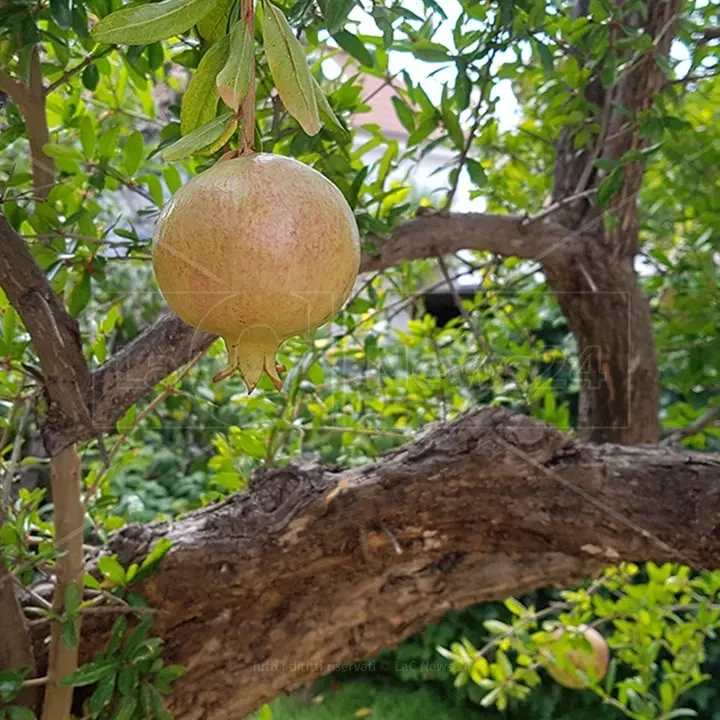 L’azienda agroalimentare Castagnino di Scandale sbarca a Macfrut Rimini con i suoi melograni