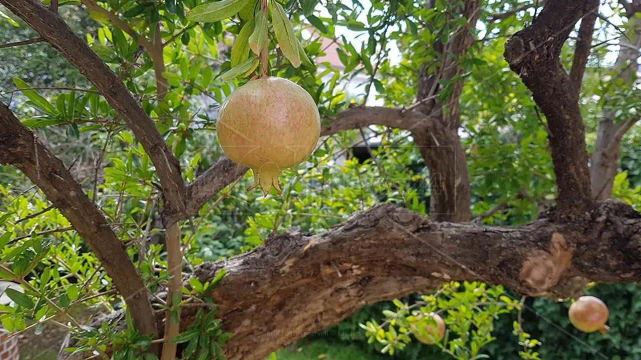 L’azienda agroalimentare Castagnino di Scandale sbarca a Macfrut Rimini con i suoi melograni