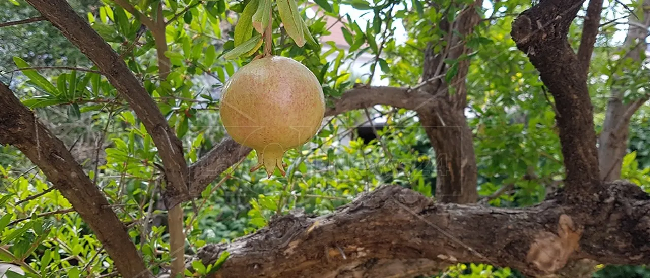 L’azienda agroalimentare Castagnino di Scandale sbarca a Macfrut Rimini con i suoi melograni