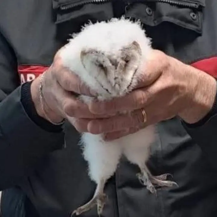 Amaroni, giovane barbagianni ferito finito in mezzo alla strada salvato dai carabinieri