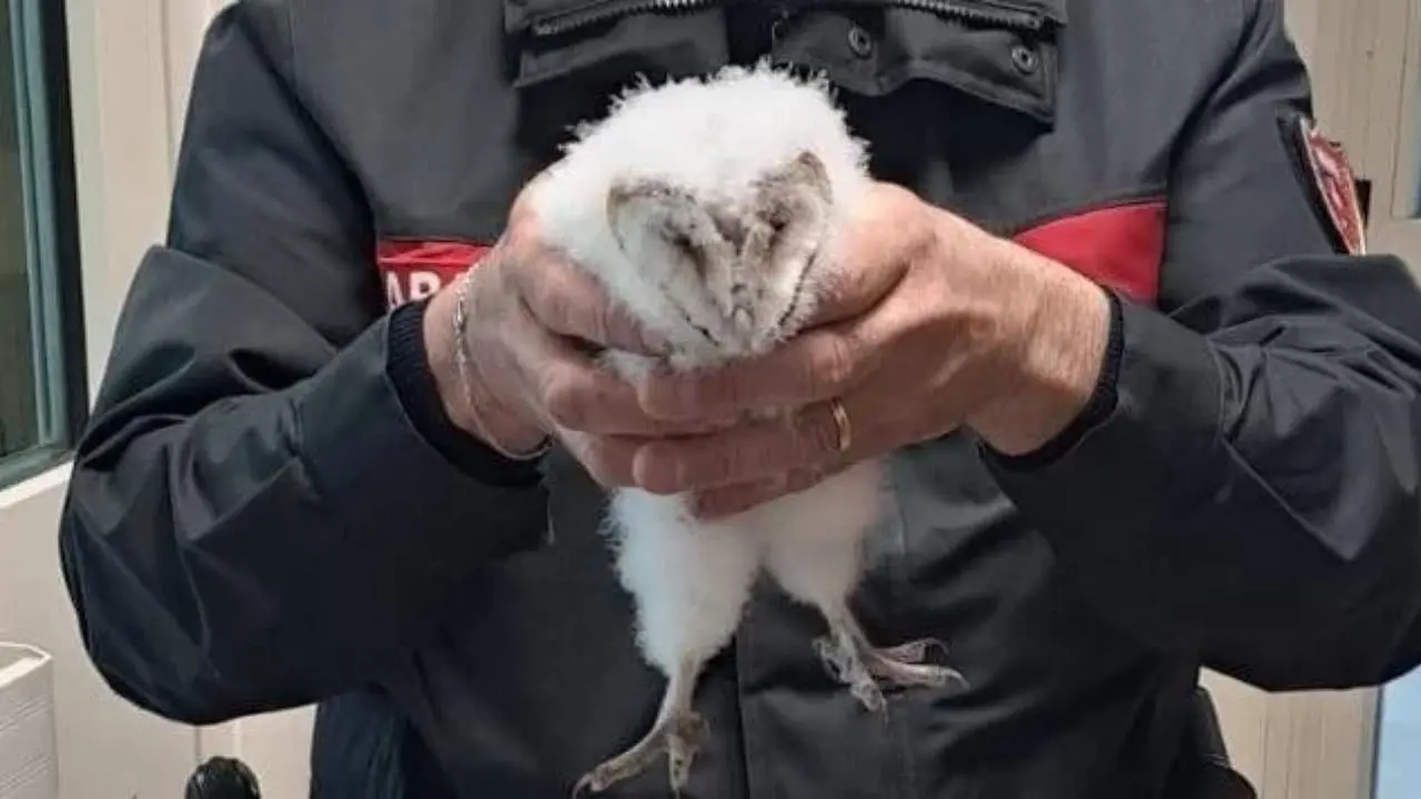 Amaroni, giovane barbagianni ferito finito in mezzo alla strada salvato dai carabinieri