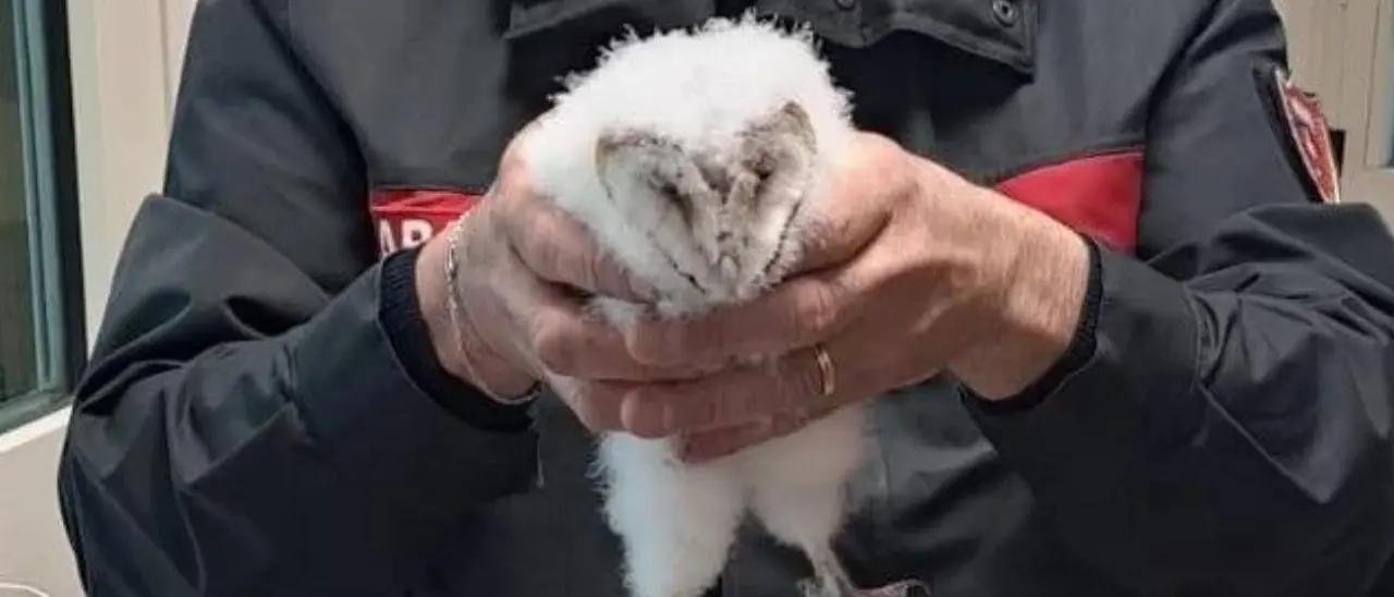 Amaroni, giovane barbagianni ferito finito in mezzo alla strada salvato dai carabinieri