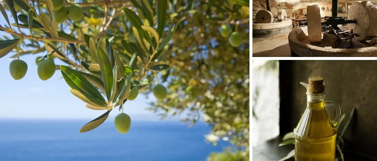 Olio d’oliva, al via a Cosenza un corso di formazione per frantoiani e tecnici