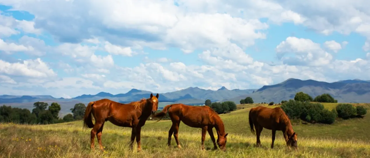 Il processo sui cavalli contesi tra Castrovillari e Campo Calabro finisce con quattro condanne