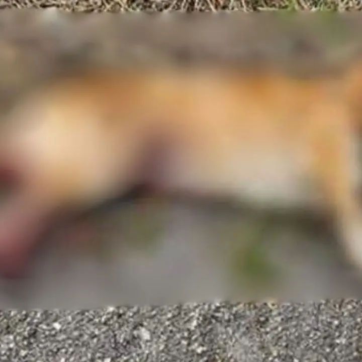 Barbara uccisione di un cane a Catanzaro: «Hanno ammazzato Pati, la mascotte del quartiere». Il Comune pronto a costituirsi parte civile