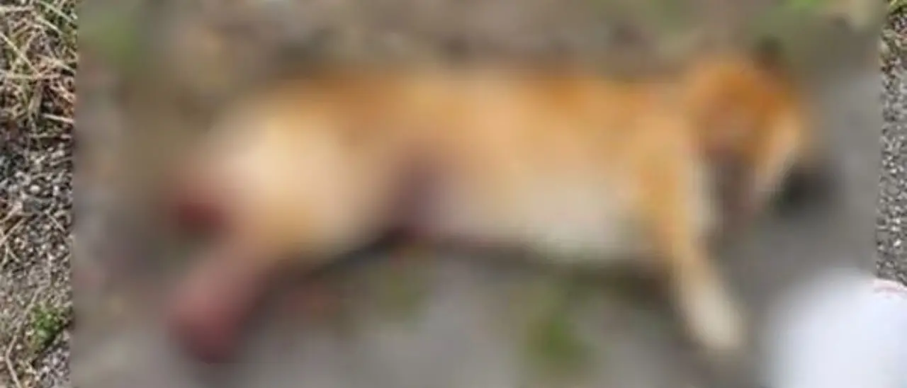 Barbara uccisione di un cane a Catanzaro: «Hanno ammazzato Pati, la mascotte del quartiere». Il Comune pronto a costituirsi parte civile