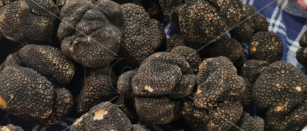 Profumo di tartufi nella Calabria che espone al Cibus di Parma: oggi ultimo giorno di fiera