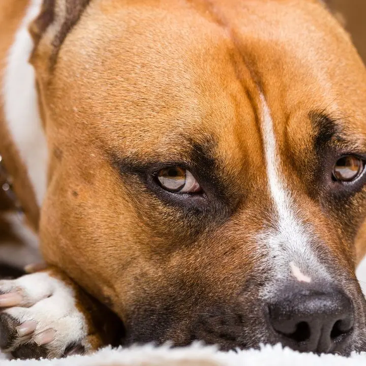 Bimba di 2 anni azzannata in casa da un pitbull: è grave, illesa la sorella gemella. La zia aggrappata al balcone salvata dai pompieri