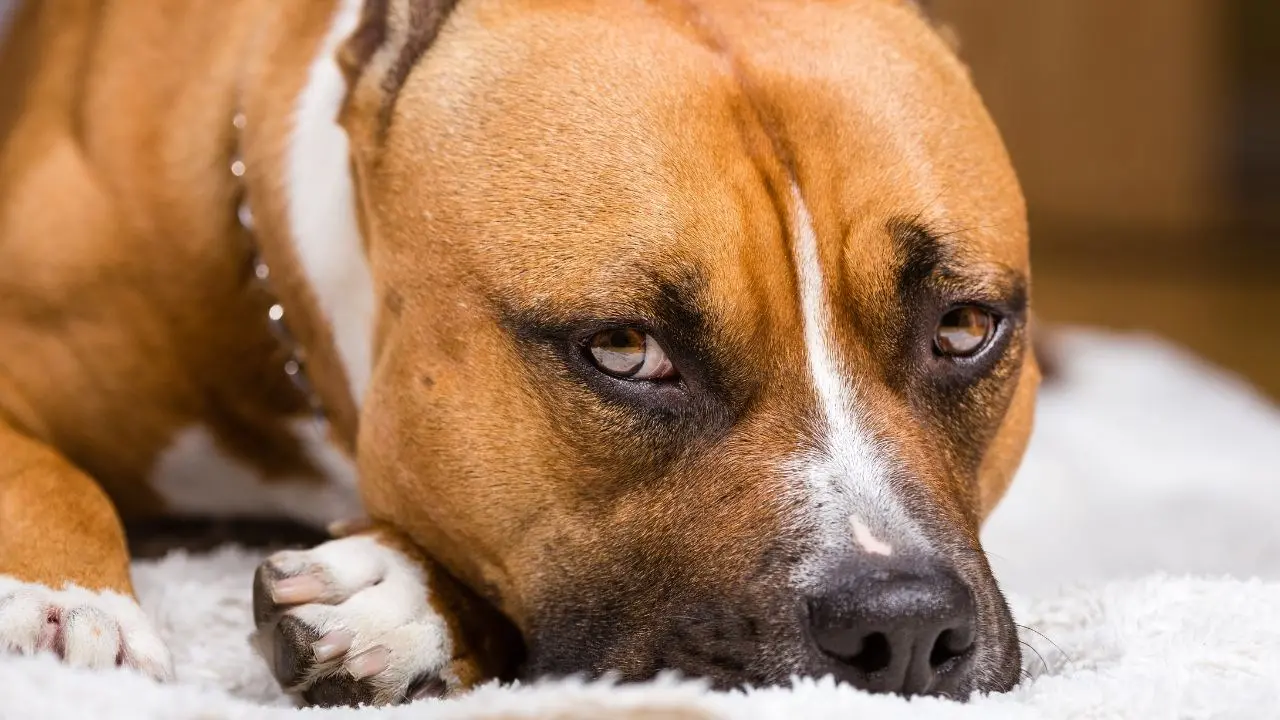 Bimba di 2 anni azzannata in casa da un pitbull: è grave, illesa la sorella gemella. La zia aggrappata al balcone salvata dai pompieri