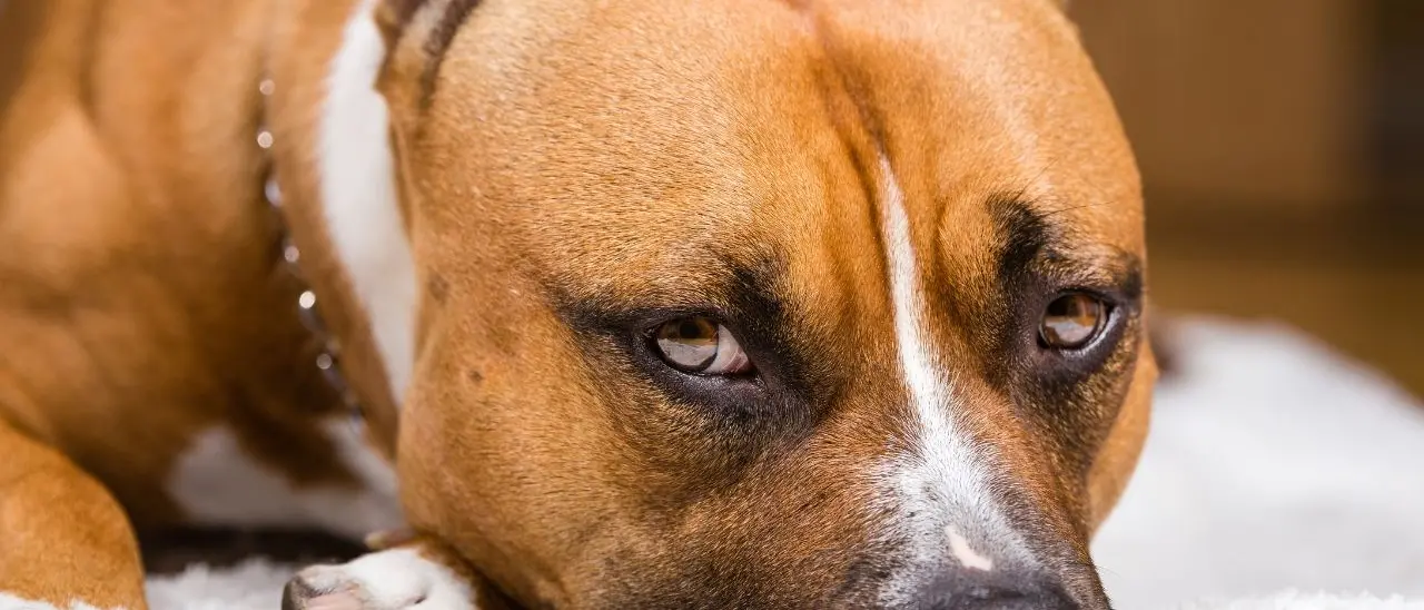 Bimba di 2 anni azzannata in casa da un pitbull: è grave, illesa la sorella gemella. La zia aggrappata al balcone salvata dai pompieri