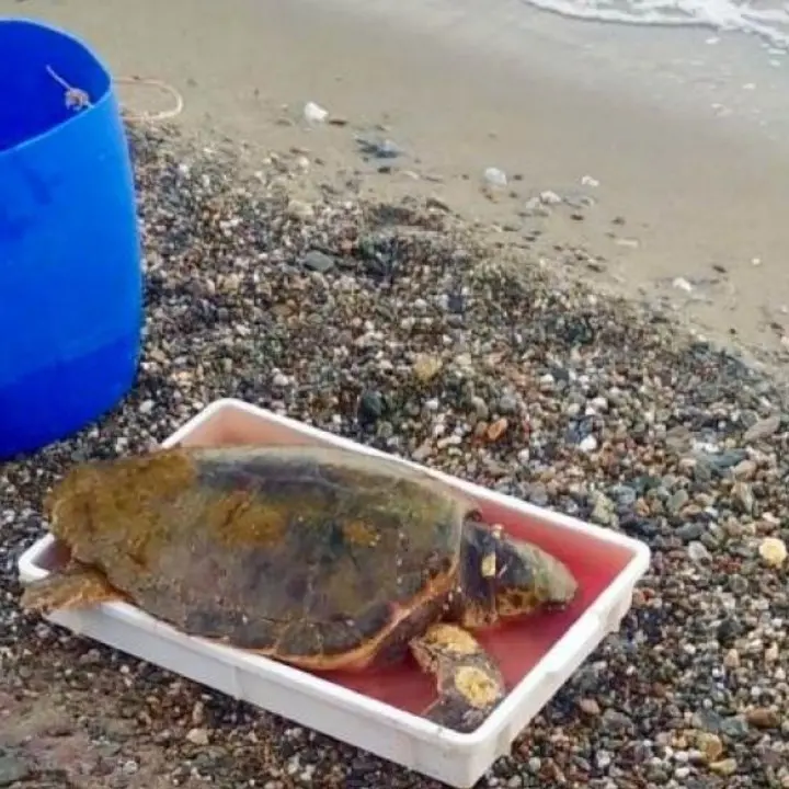 Crucoli, tartaruga Caretta Caretta ferita recuperata in mare: trasferita in ambulatorio veterinario per le cure