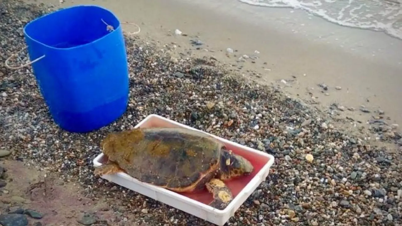 Crucoli, tartaruga Caretta Caretta ferita recuperata in mare: trasferita in ambulatorio veterinario per le cure