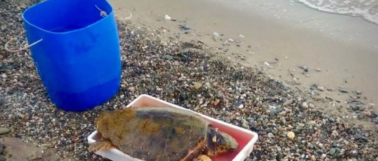 Crucoli, tartaruga Caretta Caretta ferita recuperata in mare: trasferita in ambulatorio veterinario per le cure