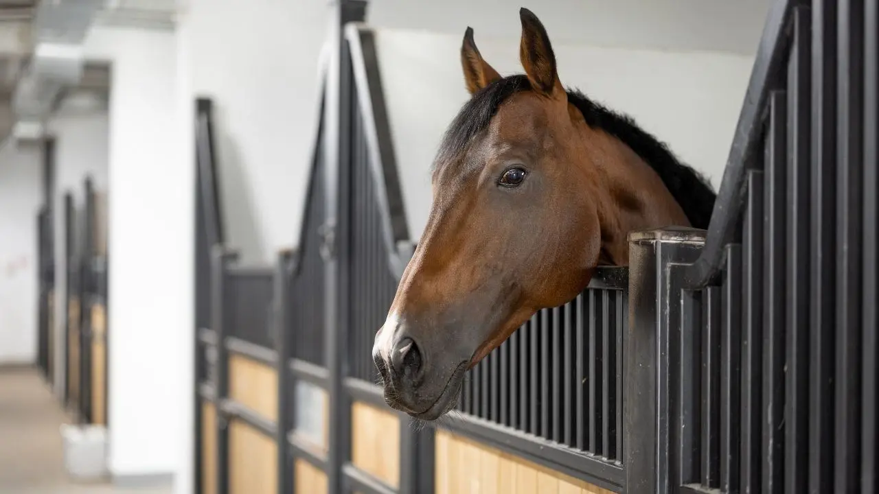 Schiacciato e ucciso da un cavallo: tragedia in un centro ippico del Pisano, muore un 57enne