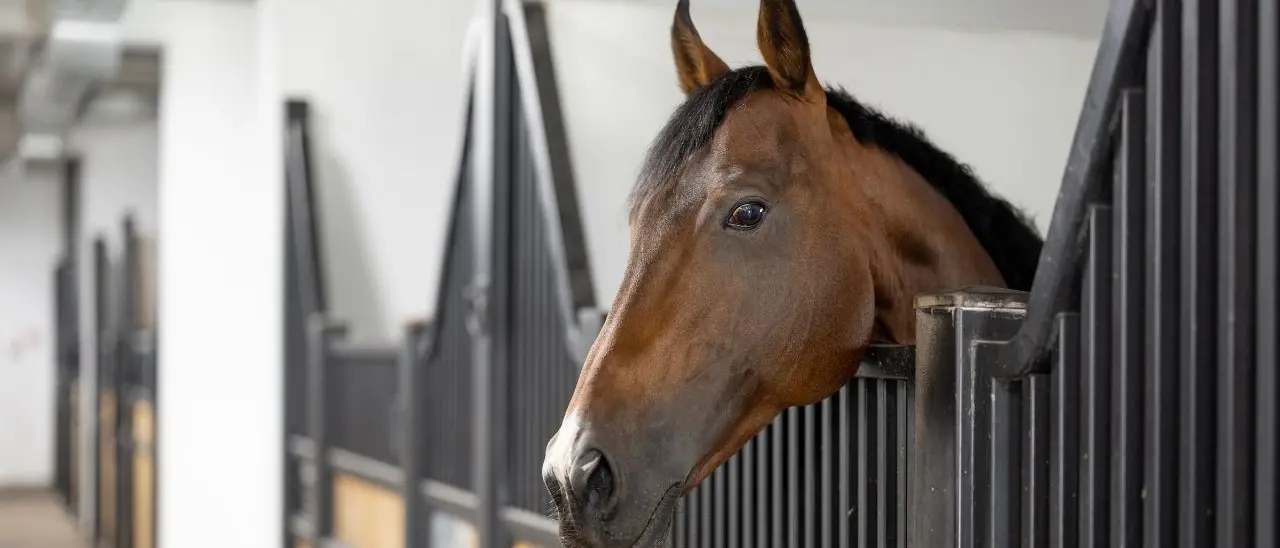 Schiacciato e ucciso da un cavallo: tragedia in un centro ippico del Pisano, muore un 57enne