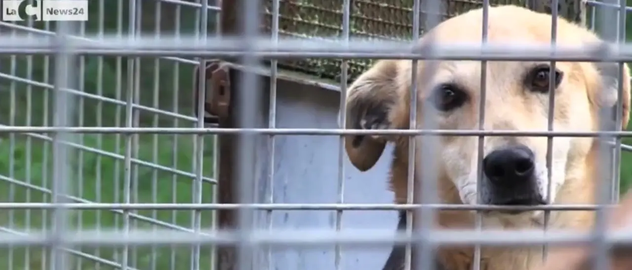 Muore senza eredi e lascia al canile il 90% degli averi: a Milano maxi-donazione da 328mila euro