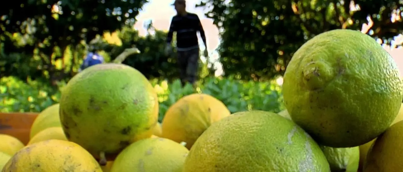 Aziende intestate a prestanome, così la ’ndrangheta reggina faceva affari con il bergamotto: «Valgono un sacco»