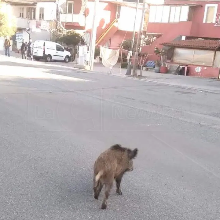 Chi l’ha visto… Micu? Sparito il cinghiale star dei social e mascotte della Tonnara di Palmi