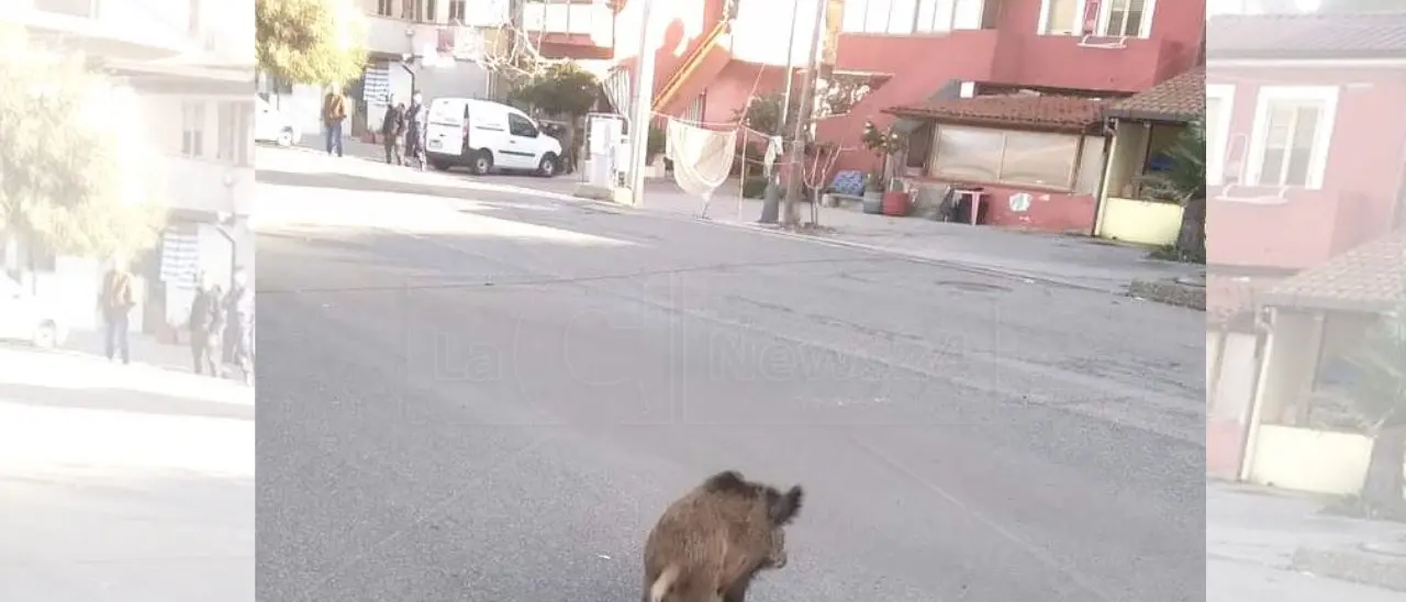 Chi l’ha visto… Micu? Sparito il cinghiale star dei social e mascotte della Tonnara di Palmi