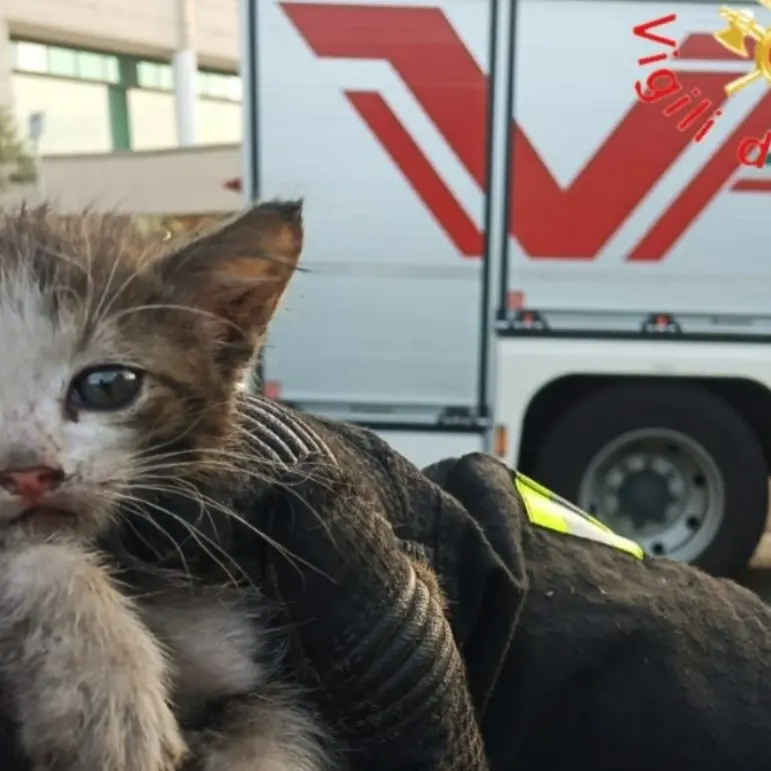 Gattino incastrato nel vano motore di un’auto: soccorso dai vigili del fuoco a Rende