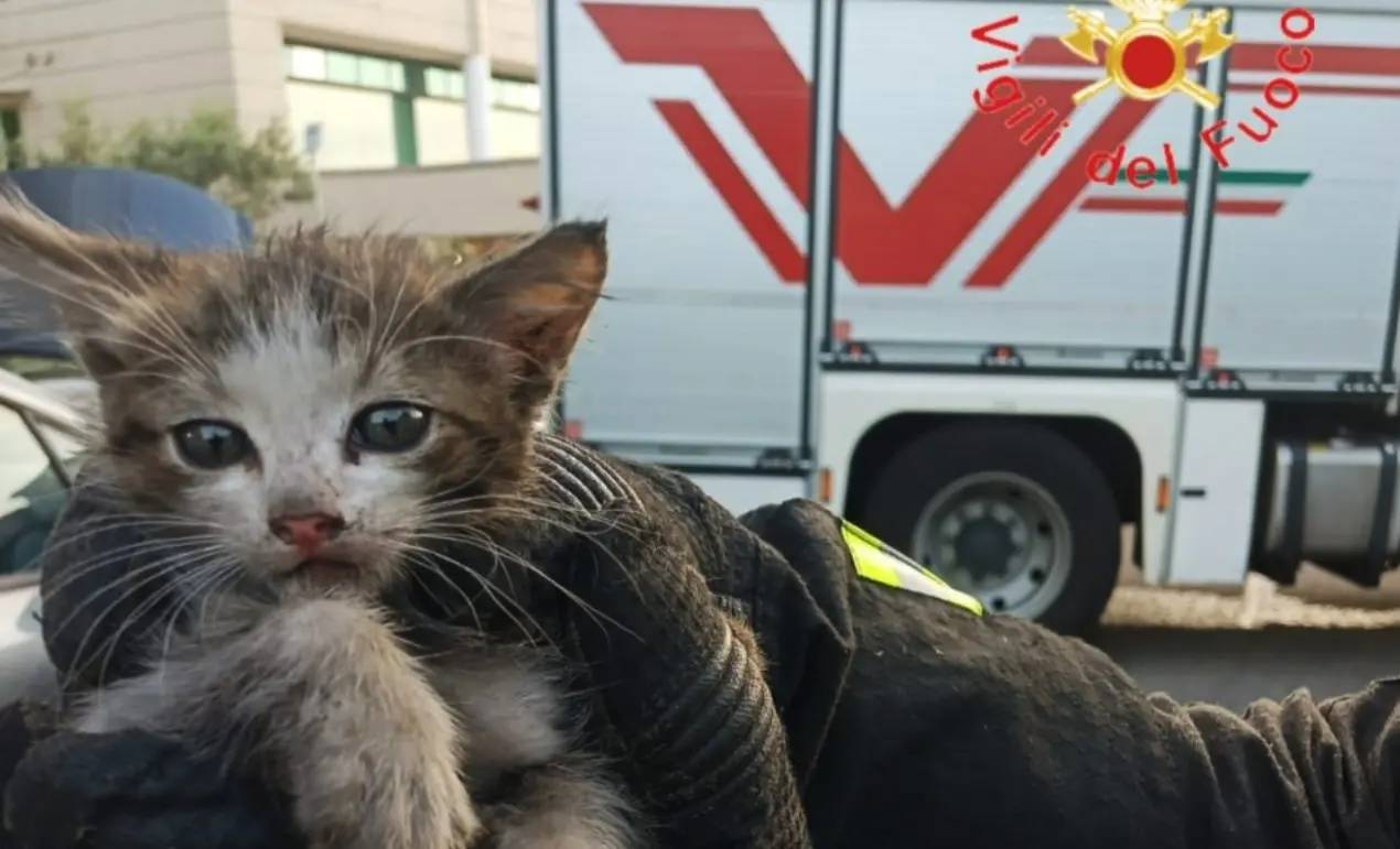 Gattino incastrato nel vano motore di un’auto: soccorso dai vigili del fuoco a Rende