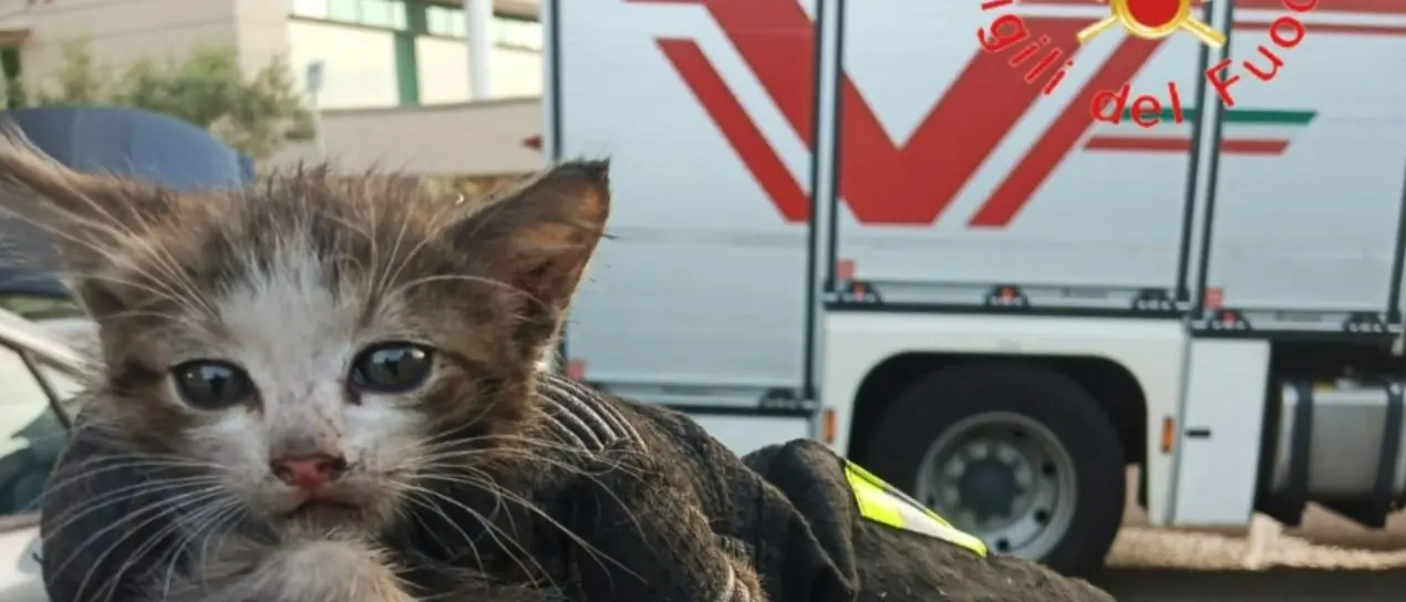 Gattino incastrato nel vano motore di un’auto: soccorso dai vigili del fuoco a Rende