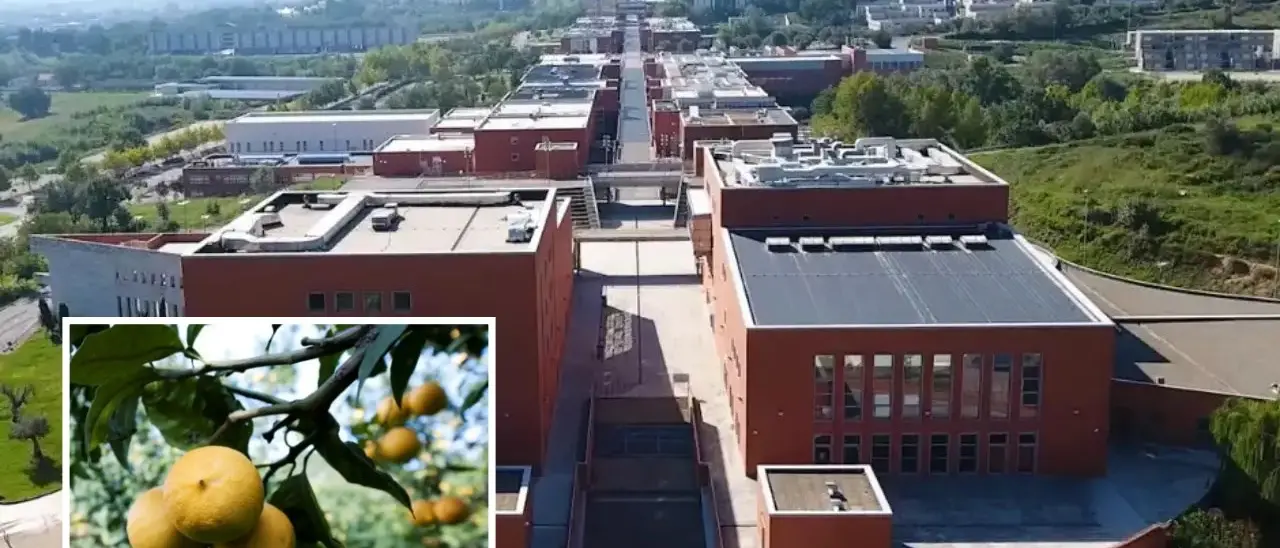 Dal bergamotto la cura per demenze e lesioni cerebrali: farmaco targato Unical pronto alla sperimentazione clinica