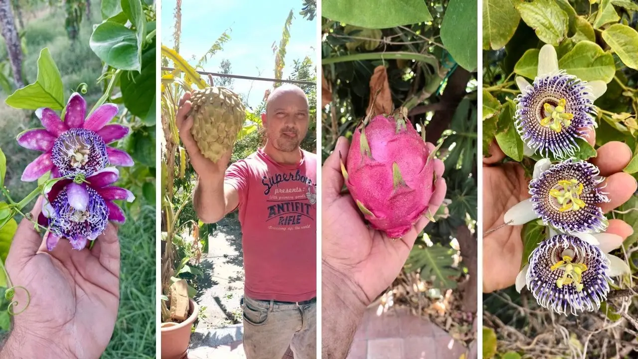 I frutti tropicali made in Calabria, la sfida vinta di Stefano e il sogno di un giardino botanico: «Qui è possibile coltivare tutto»