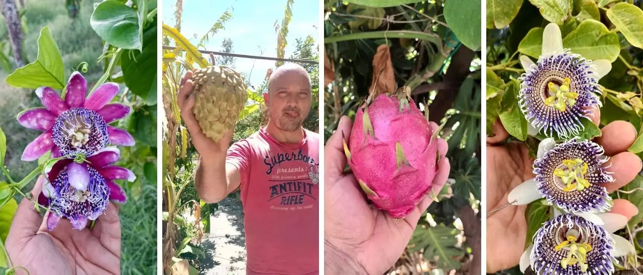 I frutti tropicali made in Calabria, la sfida vinta di Stefano e il sogno di un giardino botanico: «Qui è possibile coltivare tutto»