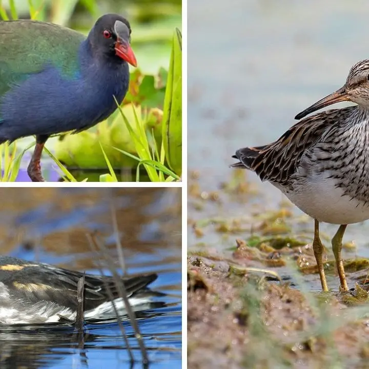 Tre rare specie di uccelli individuate in Calabria: pochissimi avvistamenti dagli anni ’50