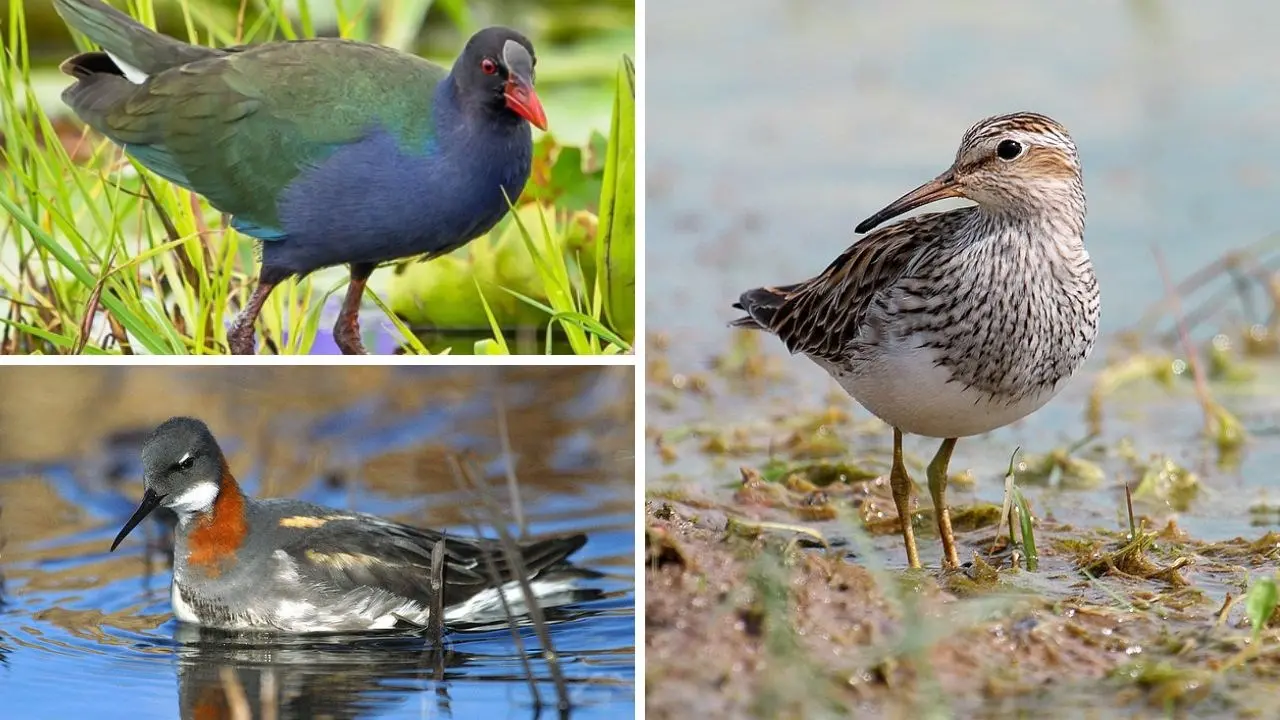 Tre rare specie di uccelli individuate in Calabria: pochissimi avvistamenti dagli anni ’50