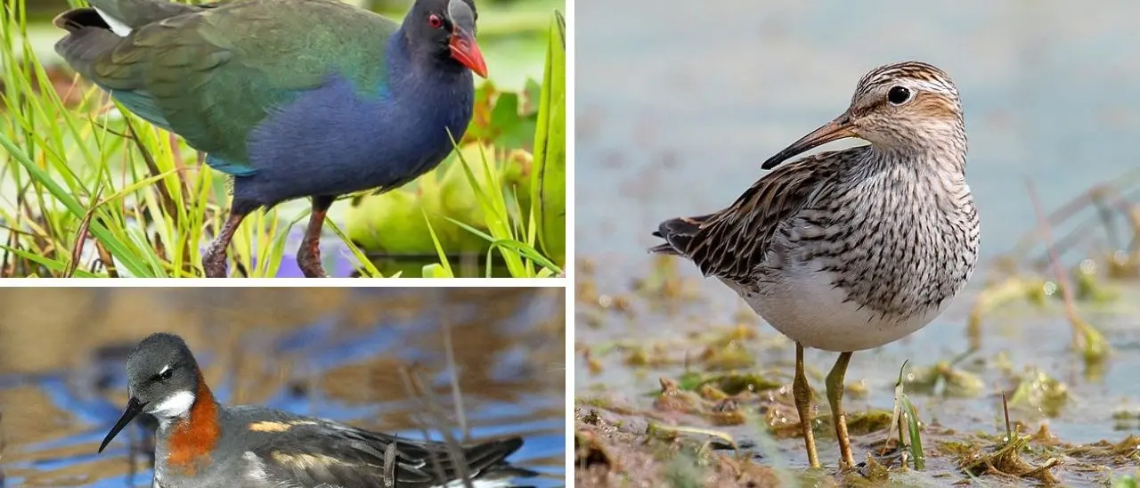 Tre rare specie di uccelli individuate in Calabria: pochissimi avvistamenti dagli anni ’50