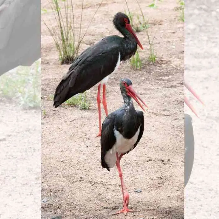 La cicogna nera nidifica nel Crotonese: si tratta di una specie rara, solo 36 coppie in tutta Italia