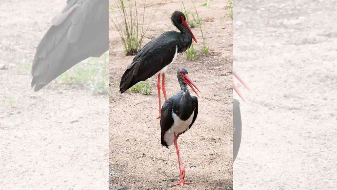 La cicogna nera nidifica nel Crotonese: si tratta di una specie rara, solo 36 coppie in tutta Italia