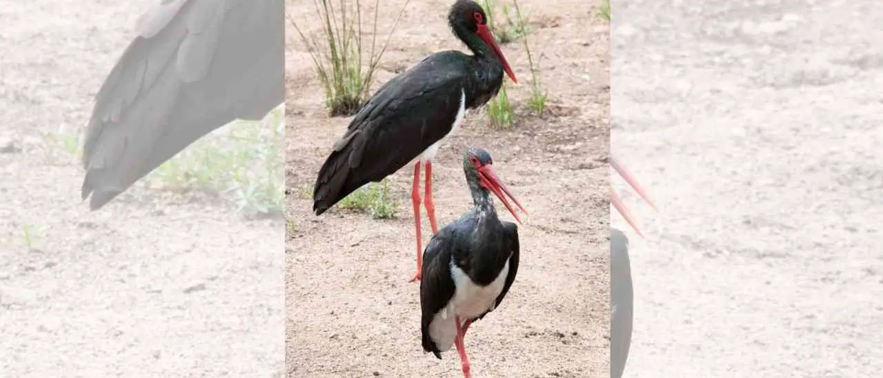 La cicogna nera nidifica nel Crotonese: si tratta di una specie rara, solo 36 coppie in tutta Italia